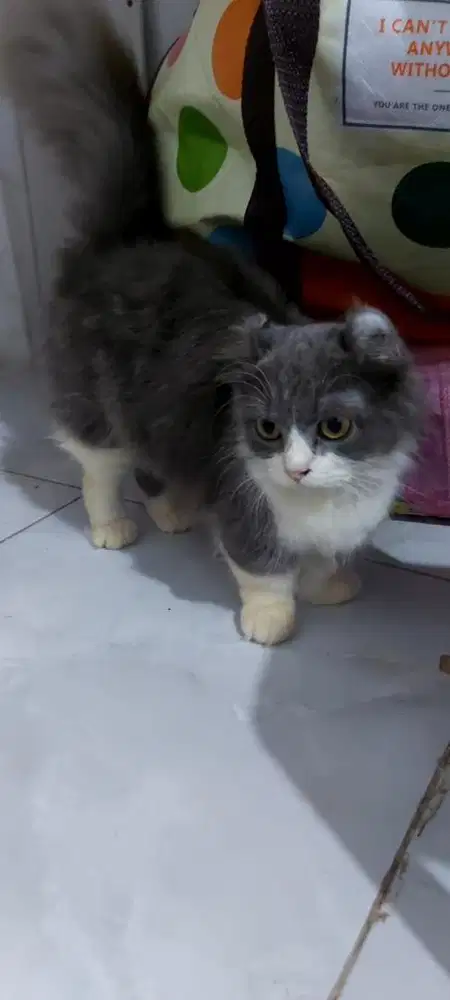 Kucing Munchkin Kinkalow Jantan 4Bln