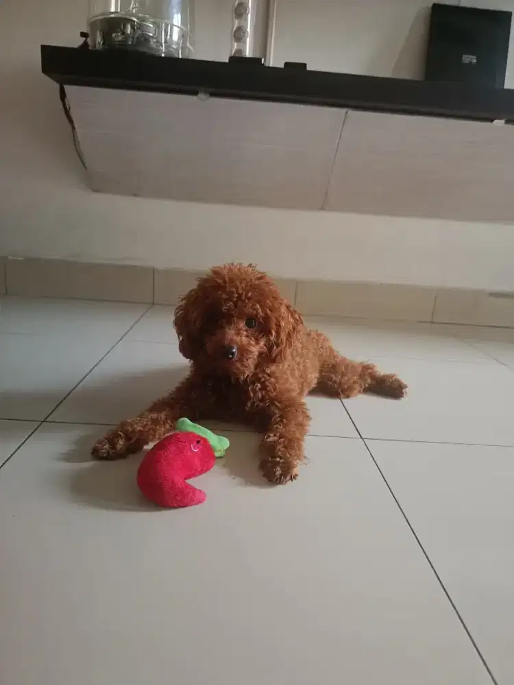 DIJUAL CEPAT RED POODLE BETINA