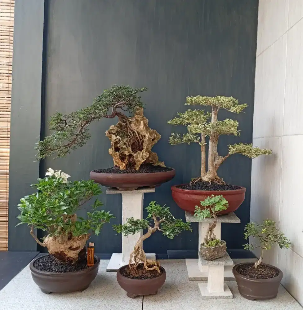 Bonsai hias murah paketan