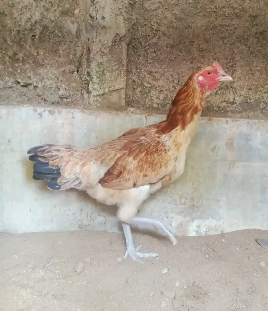 AYAM PELUNG BETINA