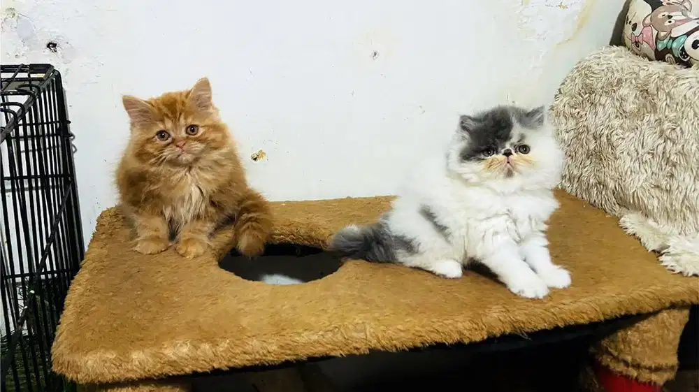 Kucing persia flat dan peaknose