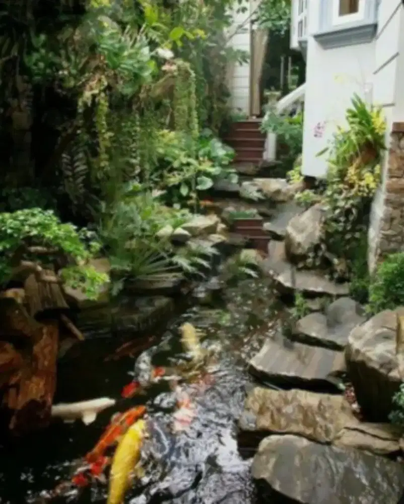 Tukang kolam ikan koi