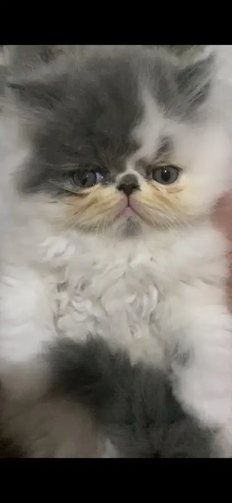 Kucing persia peaknose