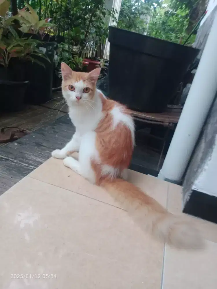Kucing Persia Jantan umur 6bln, Sehat, lincah gesit penurunt