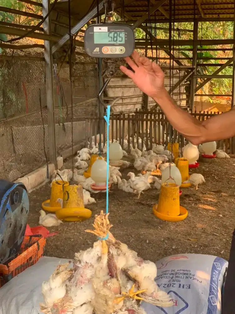 Dibutuhkan Sales Freelance  Ayam Potong!!!