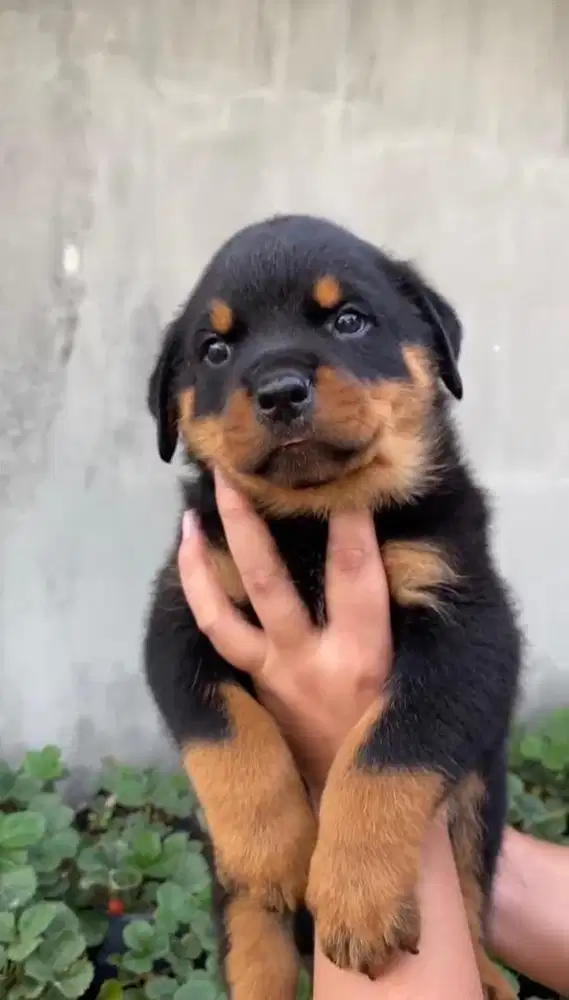 READY ROTWEILLER