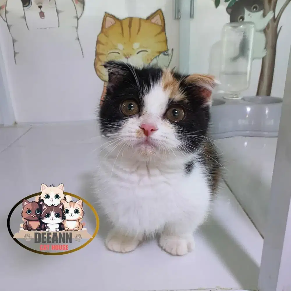 Munchkin Gaelic Fold Calico