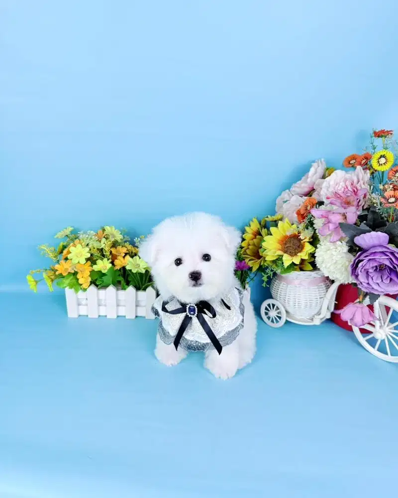 Male korean mini bichon frise super cute bloodline import korea