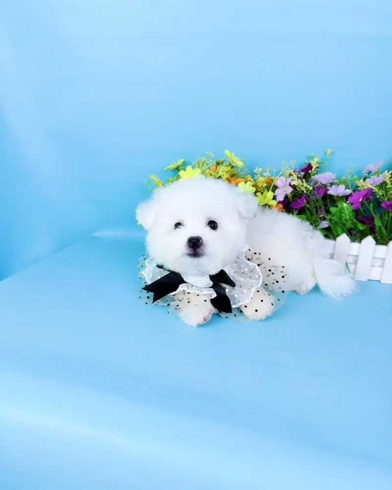 Korean mini bichon frise male papa import langsung dr korea super cute