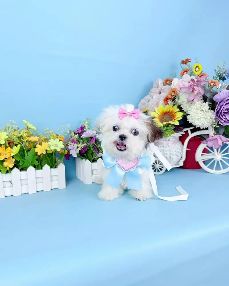 Teacup shihtzhu betina shihtshu shitzhu shitshu shitsu shitzu sitzu