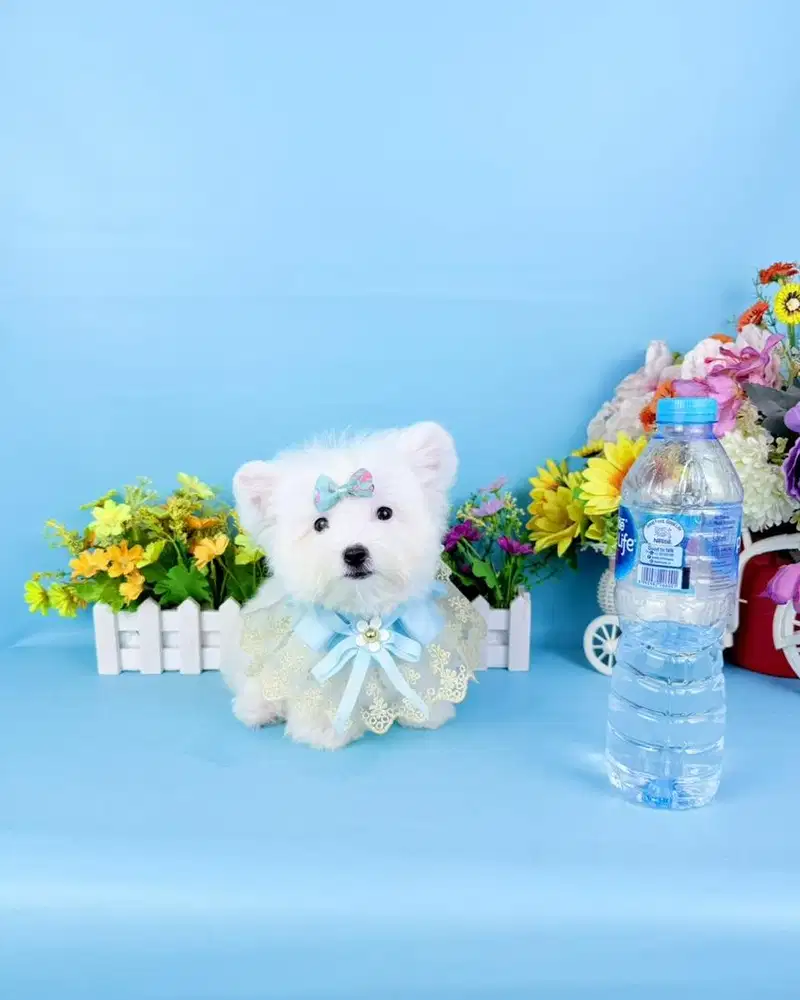 Teacup maltese male super cute face size kecil lucu dan pinta maltis