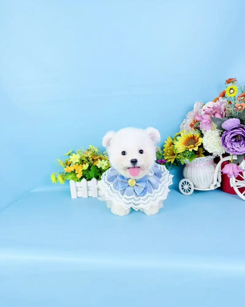 Korean mini bichon frise bloodline import korea super cute face