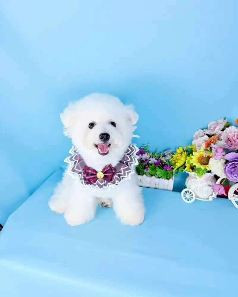 Usia 1 tahun male korean mini bichon frise bloodline import korea
