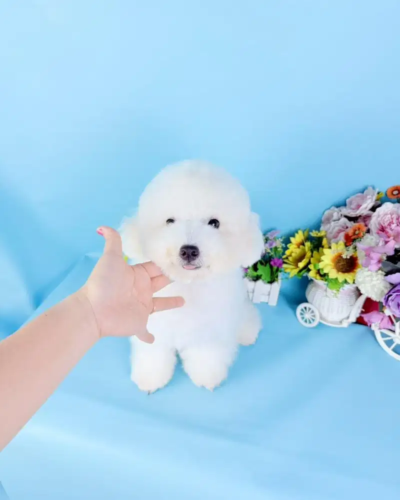 Male korean mini bichon frise usia 1 tahunan super cutw face bl korea