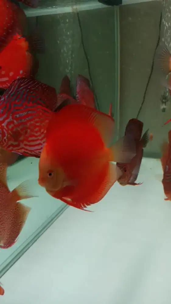 Discus diskus red melon 3,5 inch