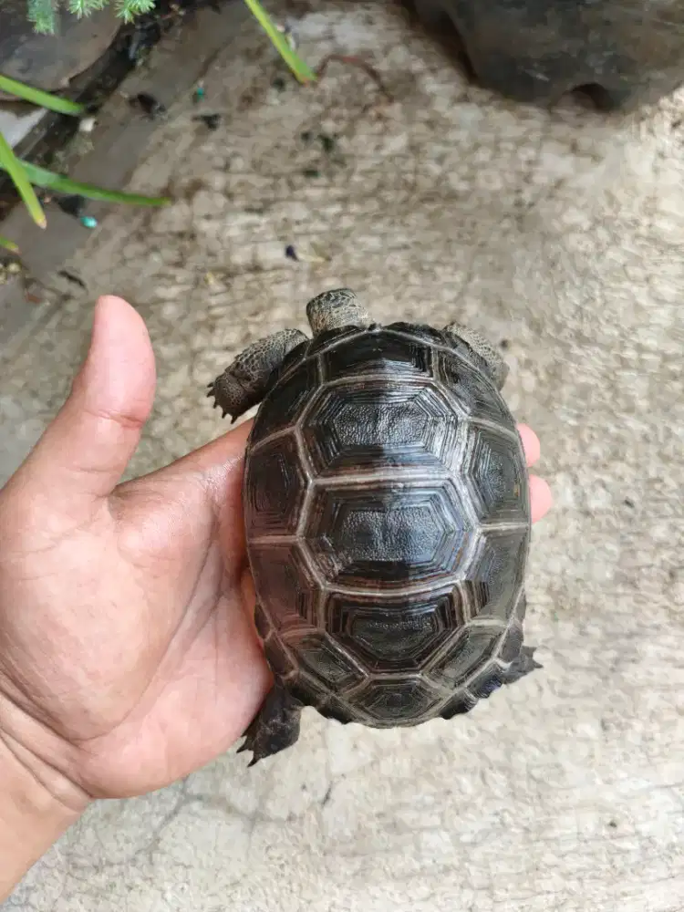 Kura kura Aldabra 12cm