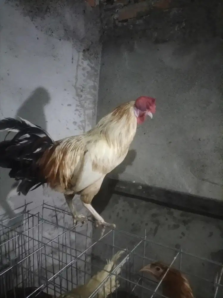 Jual ayam jago elba