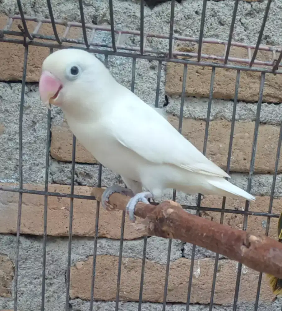 Seekor lovebird jantan dewasa