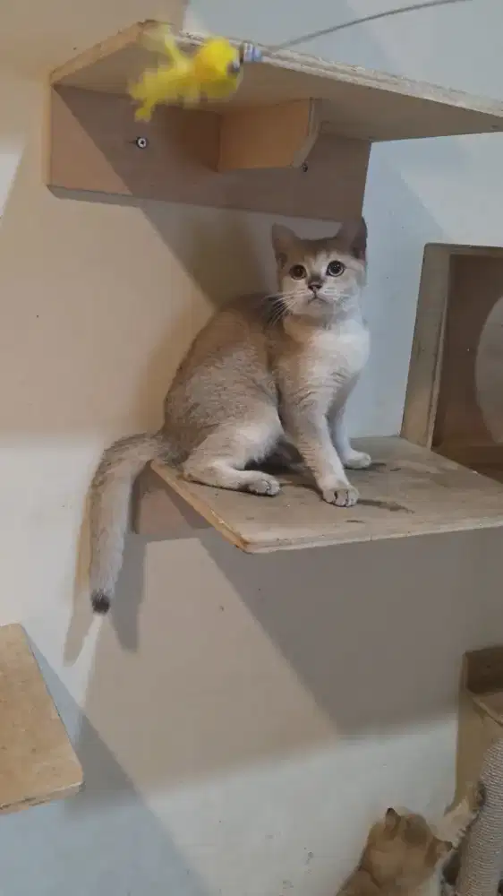 Kitten BSH British Shorthair Golden Ny 11 dan Ny25