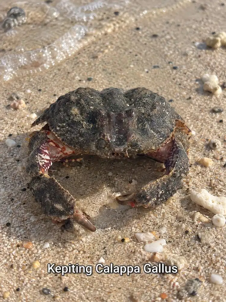 Kepiting Calappa Gallus