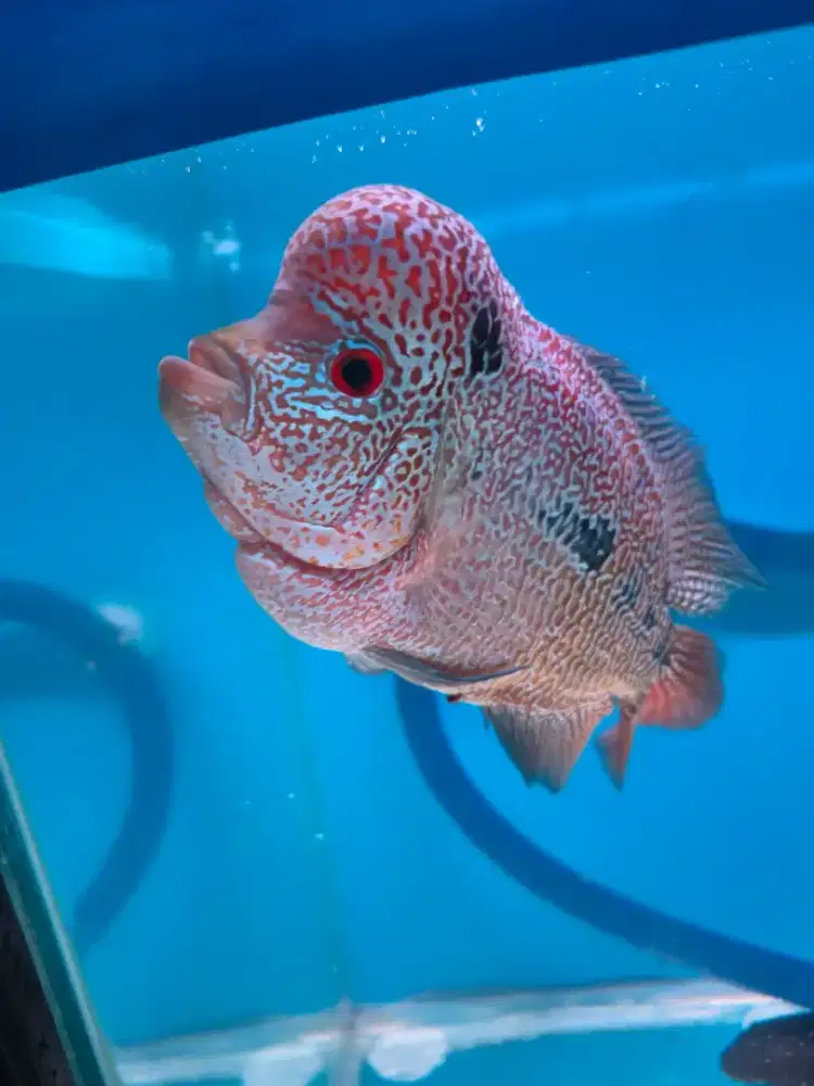 JUAL IKAN LOUHAN CENCU