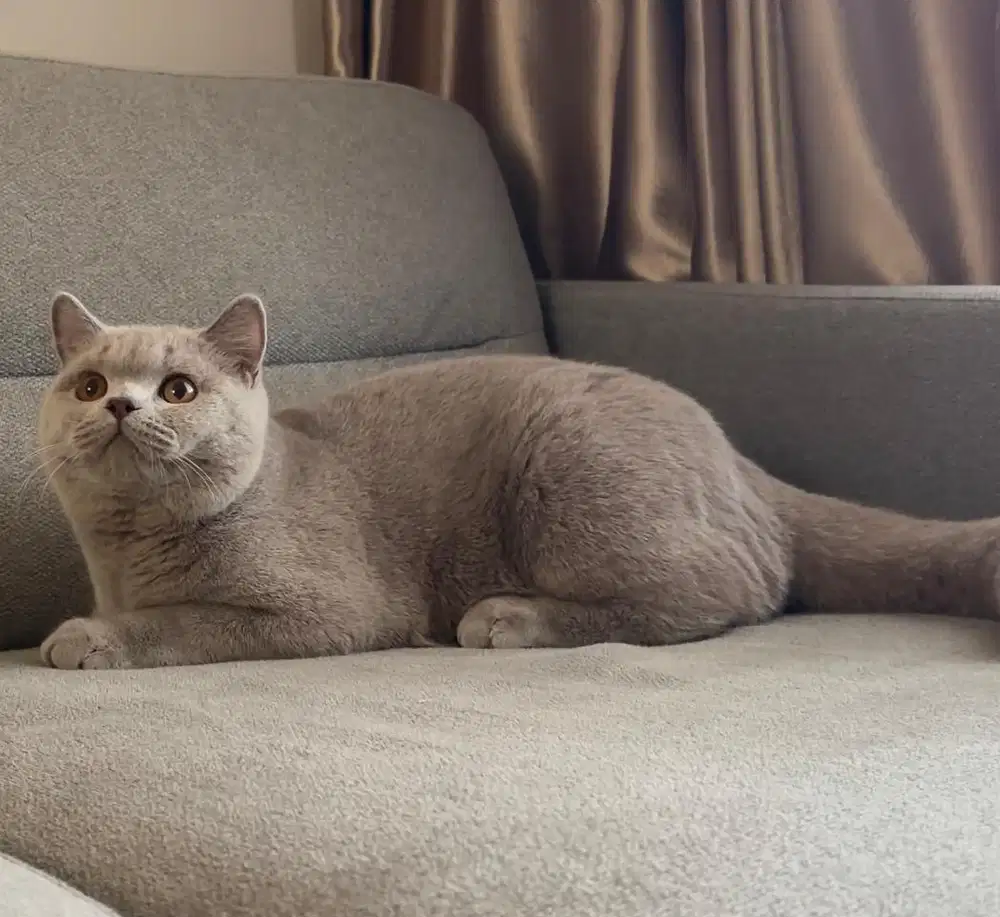 British shorthair jantan pedigree