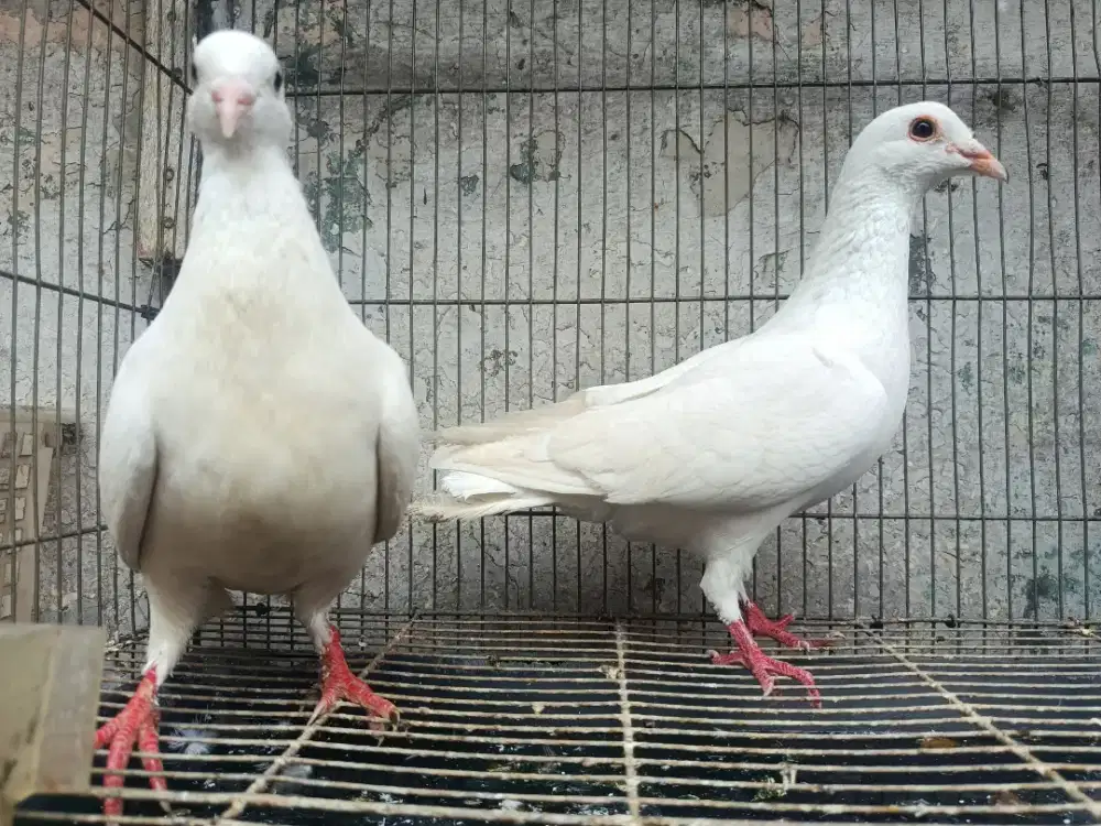 Merpati Putih Pelepasan