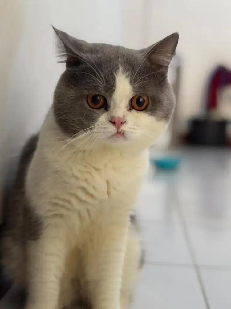 Dijual murah anak an kucing BsH mix munckin