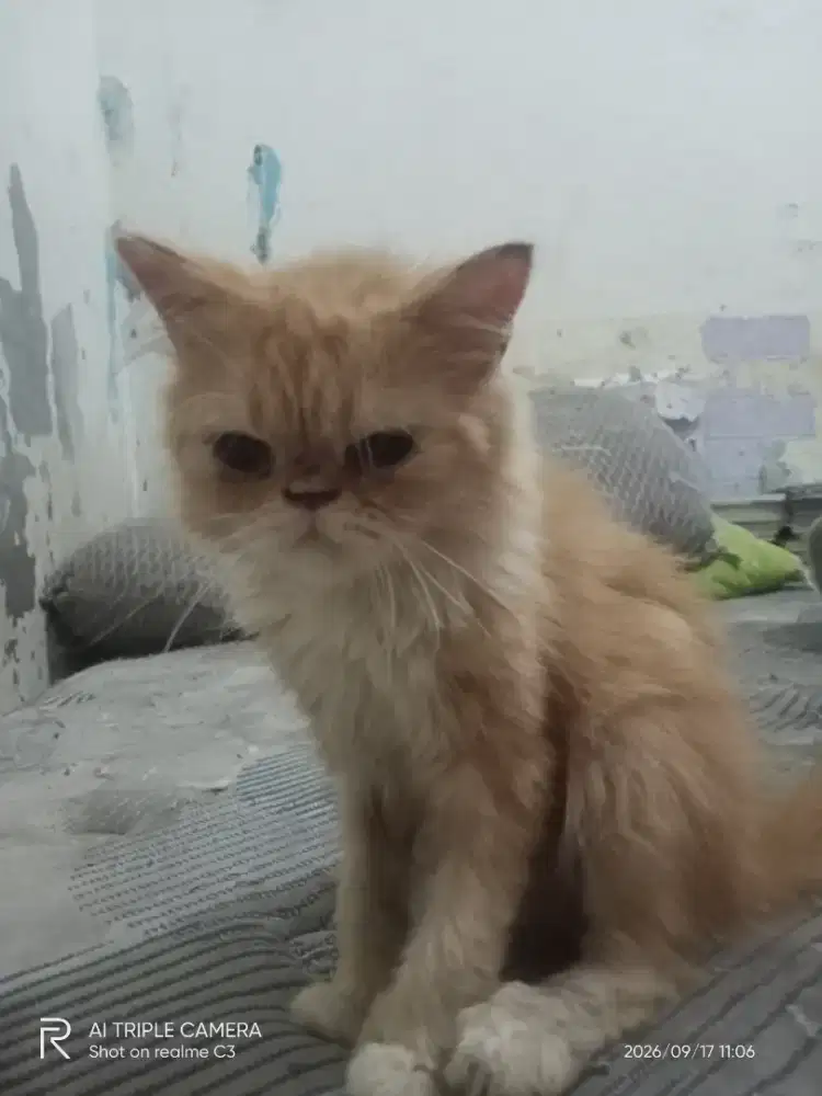 Kitten peaknose