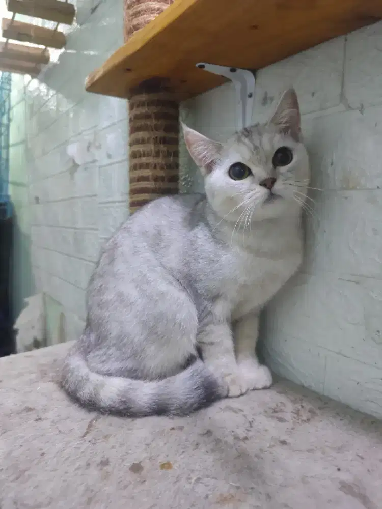 Bsh female 10bln silver siap jadi indukan warna favorit