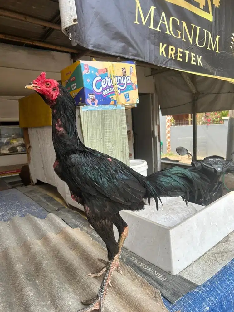 Ayam bangkok x mangon kumbang