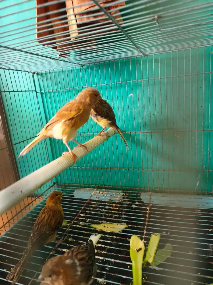 Kenari Seri AF Paud (2-3 bulan)
