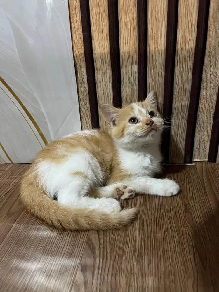Kucing BSH British ShortHair Betina 3Bln