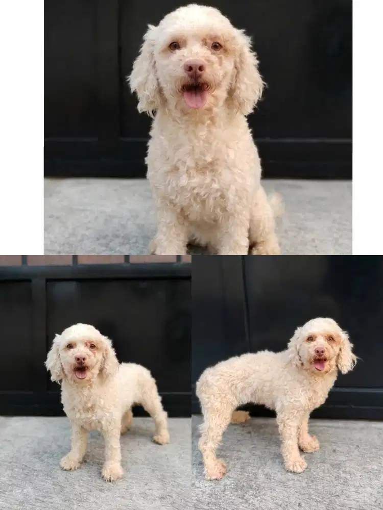 DIJUAL TOY PODDLE CREAM WHITE