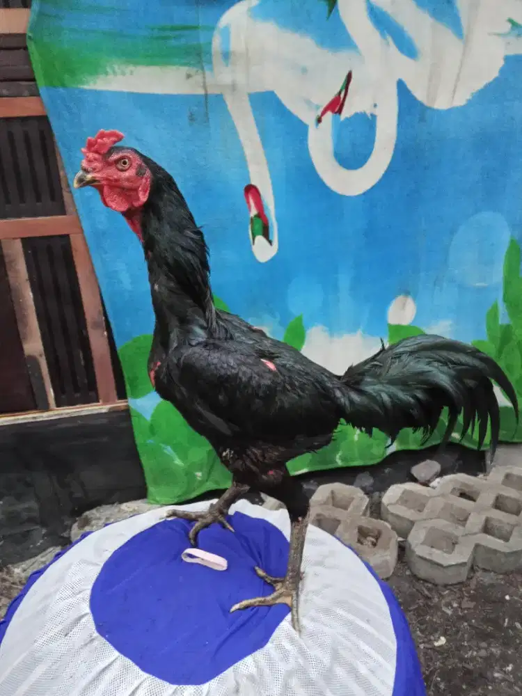 Ayam Bangkok 2D (Blacbul pakhoy x Mangon yokere)RJF
