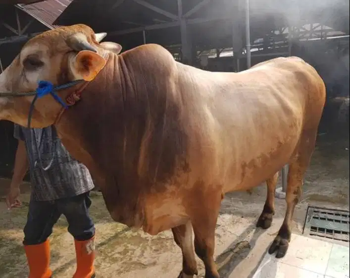 sapi jantan 500 kiloan siap qurban 2027 ready limosin metal pegon jawa