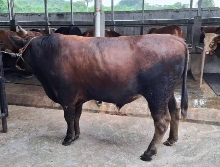 sapi jantan 500 kiloan siap qurban 2027 ready limosin metal pegon jawa