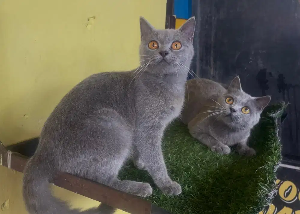 Kucing ras bsh bukan persia