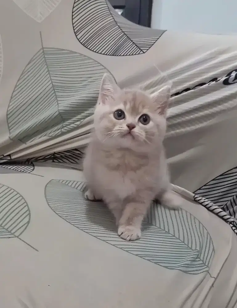 BRITISH SHORTHAIR / BSH GOLDEN BLUE