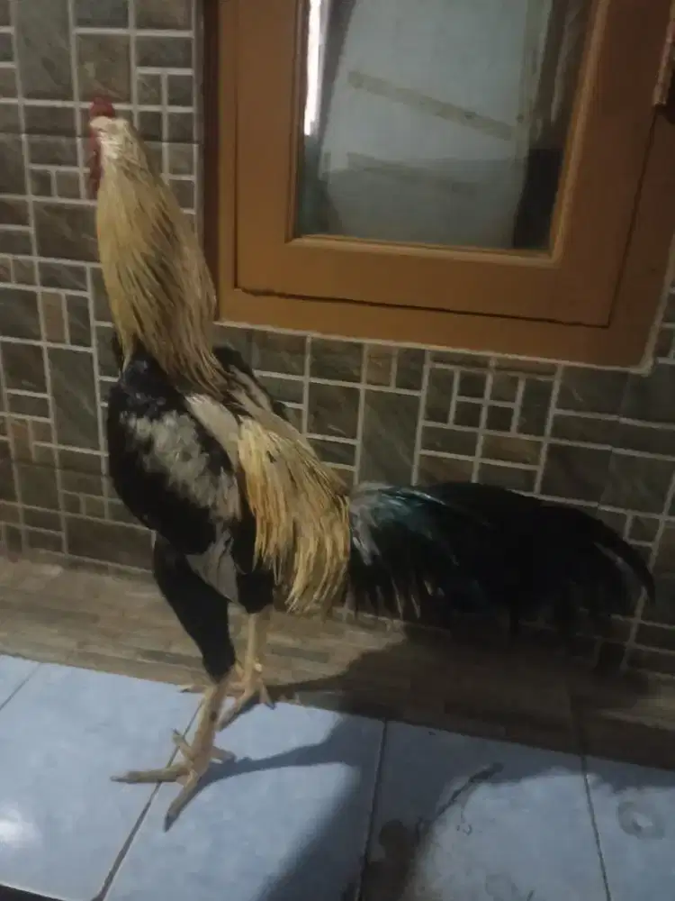Ayam Bangkok Klasik x Birma