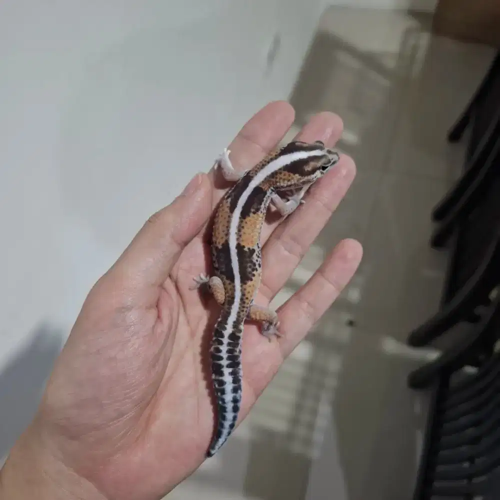 AFT Gecko Stripe Jantan