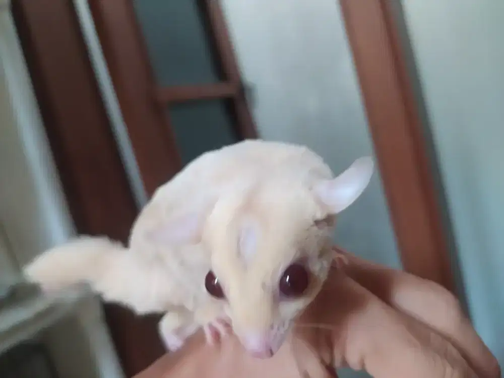 Sepasang Sugar Glider CREAMINO