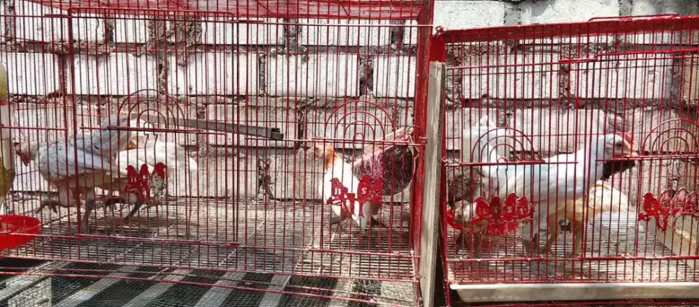 Ayam ketawa 3,5 bulan