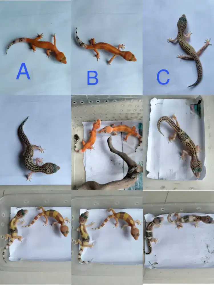 Leopard gecko,Persasang Redy!
