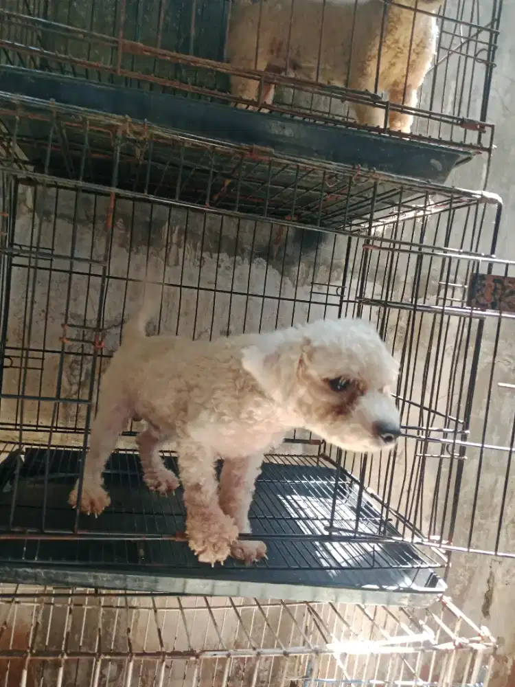 Anjing di jual bichon jantan 8 bln non stb