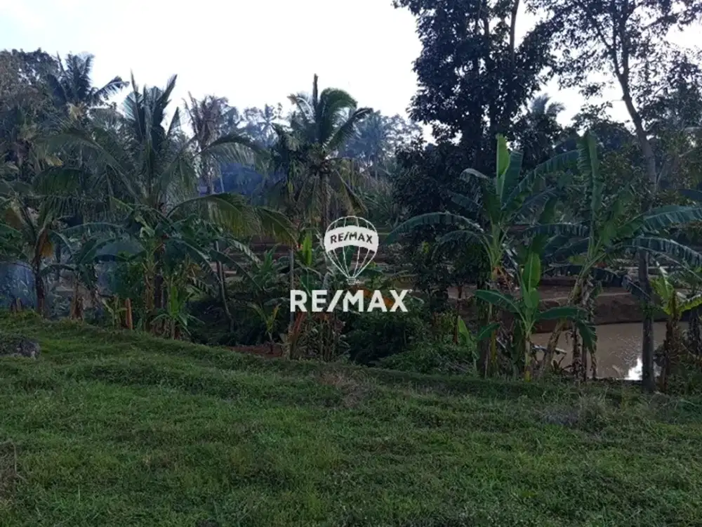 DIJUAL TANAH SAWAH – LICIN, BANYUWANGI