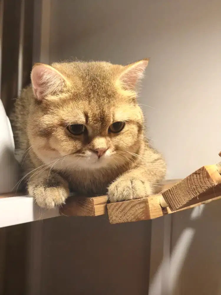 JASA PACAK KUCING BSH GOLDEN
