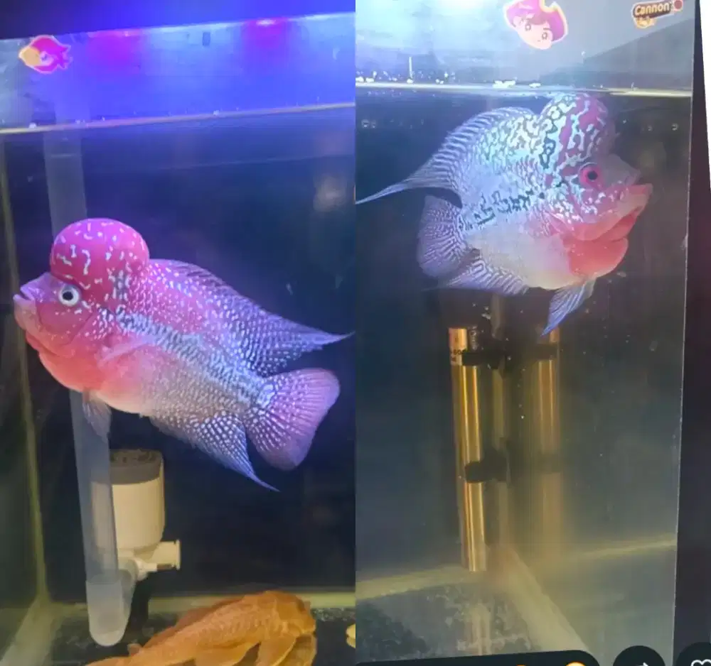 Jual ikan louhan merah jenong