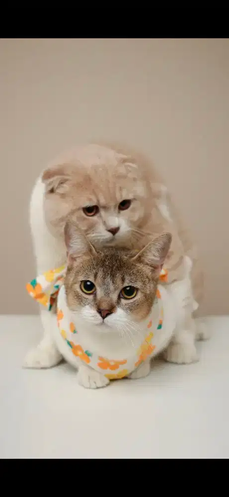 Jasa pacak kucing scotish fold bicolor