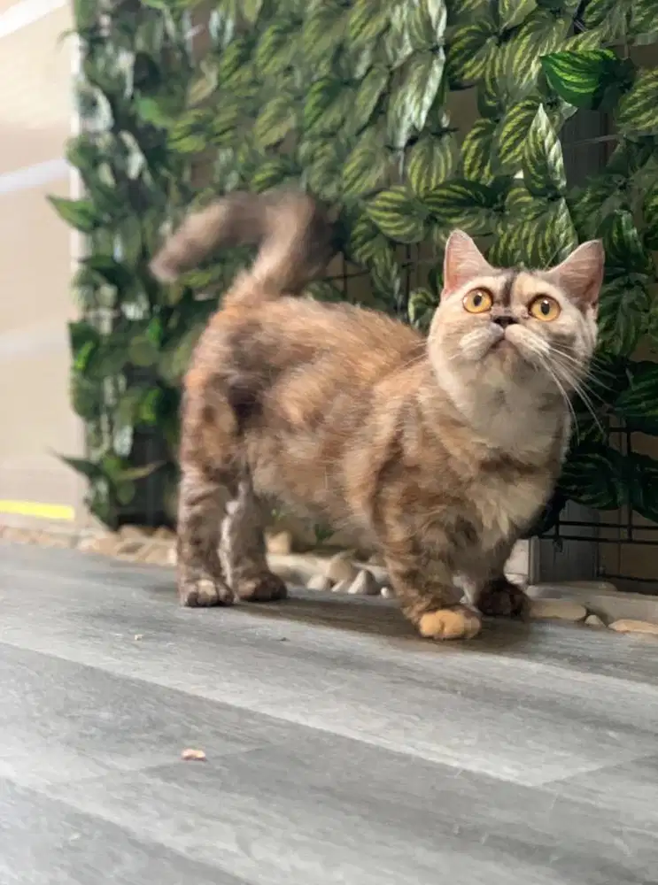 kucing BSH Munchkin cebol Torti